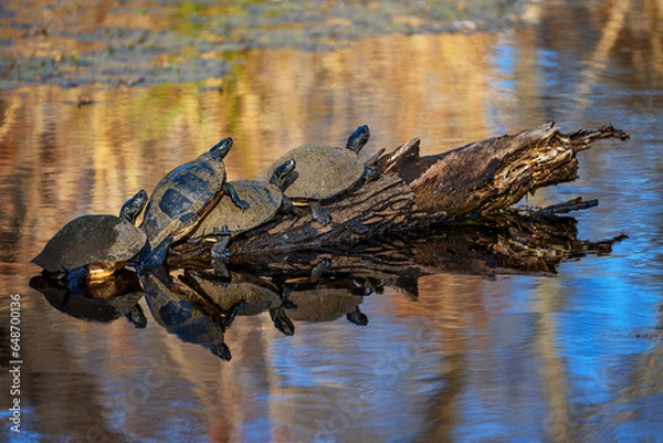 Fototapeta Four Cooters on a Log