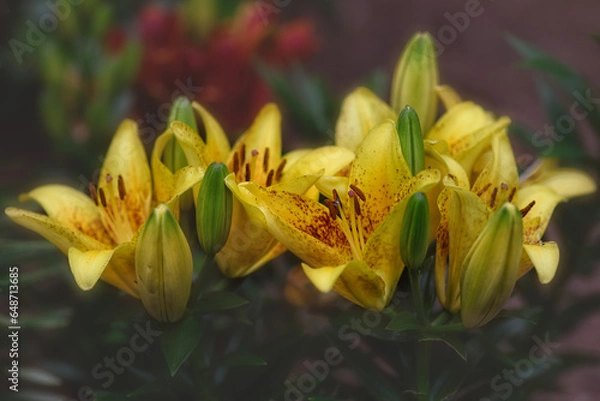 Fototapeta Tiger Lilies