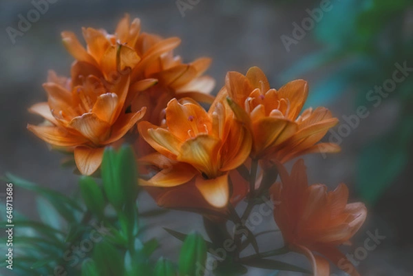 Fototapeta Orange Lily