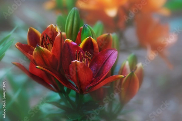 Fototapeta Red Orange Lily