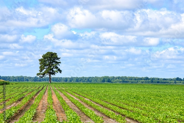 Fototapeta Lonesome Pine