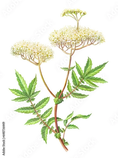 Obraz Meadowsweet Hand Drawn Pencil Illustration Isolated on White with Clipping Path