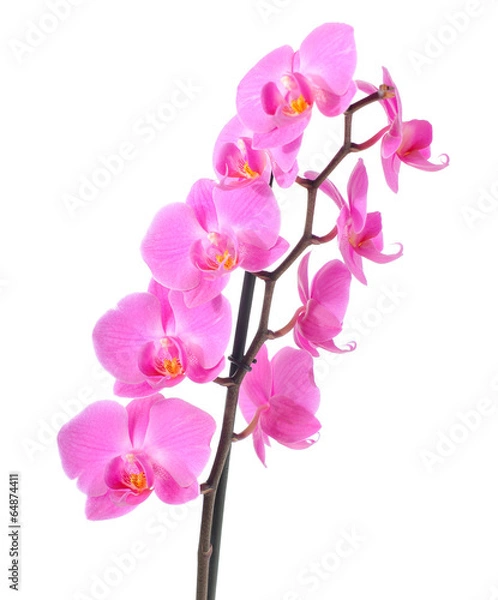 Fototapeta Orchid flower isolated on white