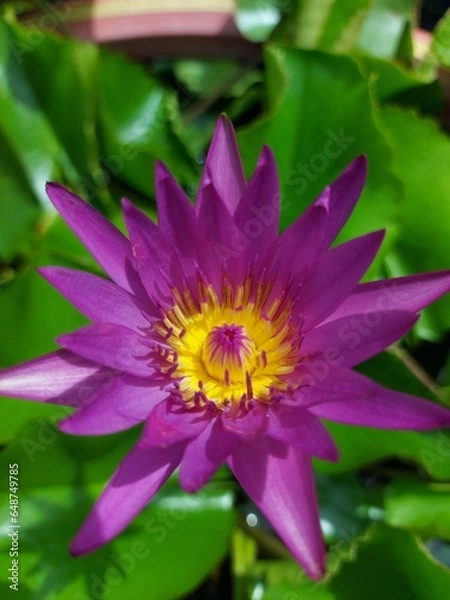 Obraz pink lotus flower