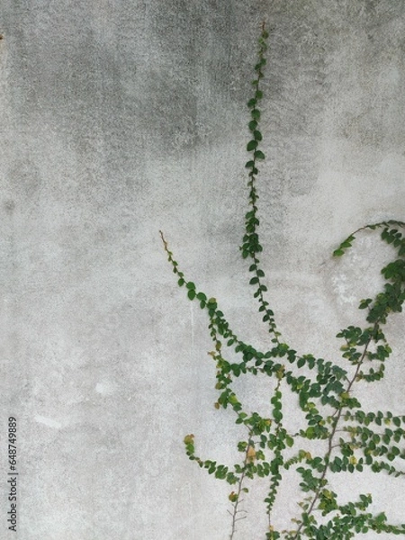 Obraz ivy on the stone