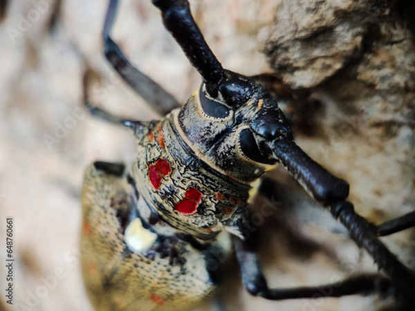 Obraz Batocera rufomaculata