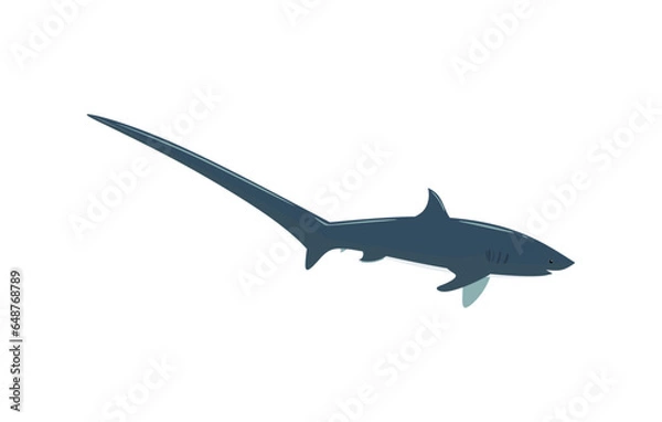 Fototapeta Thresher Shark