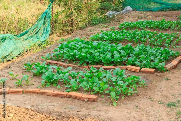 Fototapeta Lettuce plot in the field Thailand
