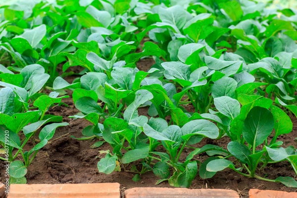 Fototapeta Lettuce plot in the field Thailand