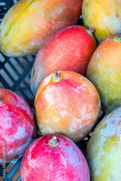 Obraz Spanish Mango: A Taste of Paradise.