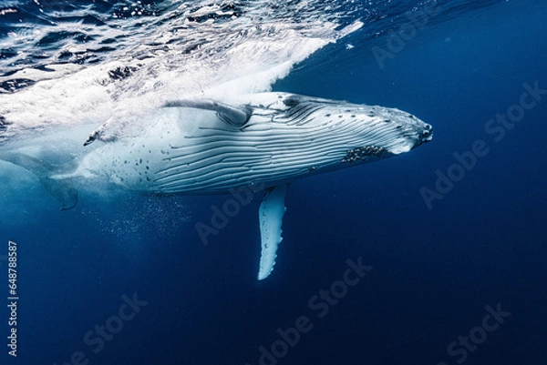 Fototapeta White Humpback Whale