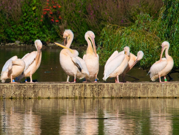 Fototapeta Pélicans