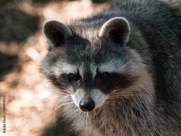 Fototapeta Raton Laveur