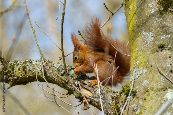 Fototapeta Eichhörnchen