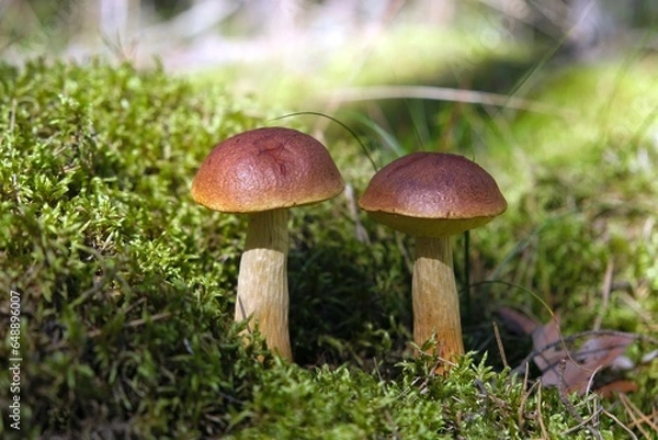 Fototapeta Close up of two mushrooms Aureoboletus projectellus, bolete fungus. Found in North America, and recently in Europe.