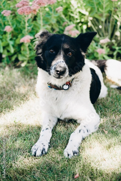 Fototapeta Heterochromia black and white mixed breed dog portrait. Active playing border collie puppy.