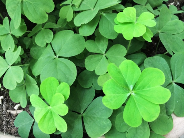 Obraz quadrifogli e seifoglie