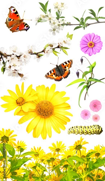 Fototapeta Set of flowers and insects