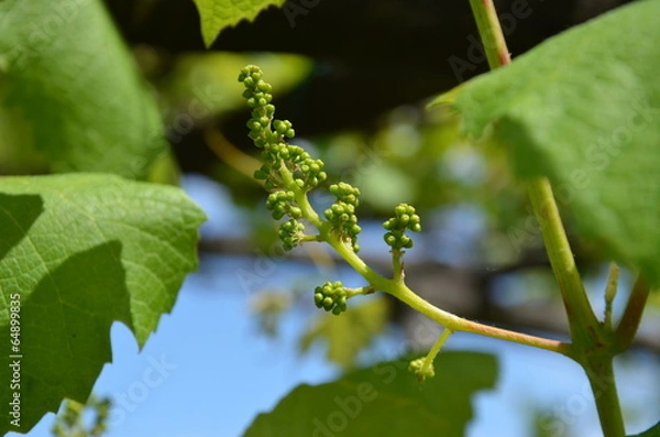 Obraz Allegagione uva