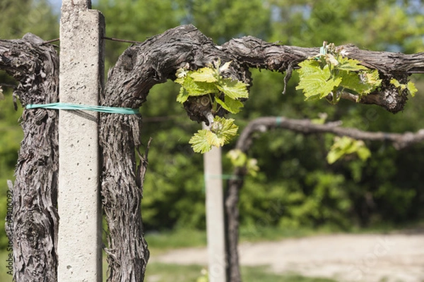 Obraz vineyard in spring