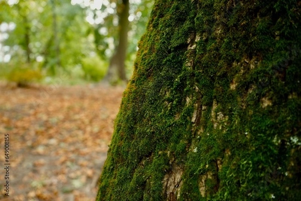 Fototapeta Beautiful moss on a close-up of a chestnut tree
