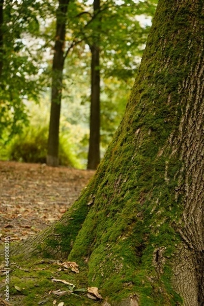 Fototapeta Chestnut with green moss on the side