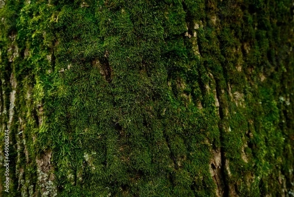 Fototapeta Beautiful moss on a close-up of a chestnut tree