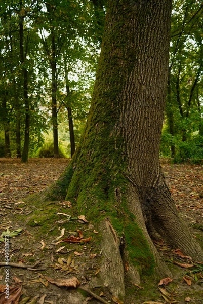 Fototapeta Chestnut with green moss on the side