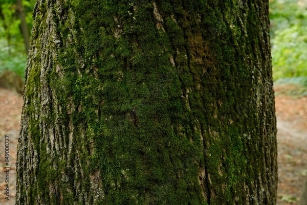 Fototapeta Beautiful moss on a close-up of a chestnut tree