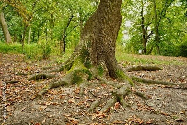 Fototapeta Chestnut with green moss on the side