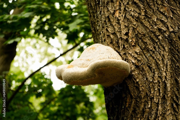 Fototapeta A beautiful large white fungus on a tree