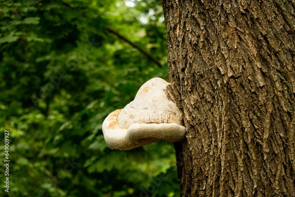 Fototapeta A beautiful large white fungus on a tree