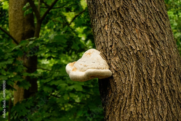 Fototapeta A beautiful large white fungus on a tree