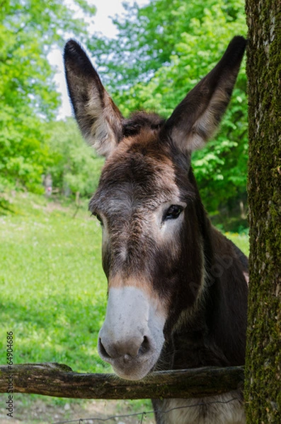 Obraz donkey in the park