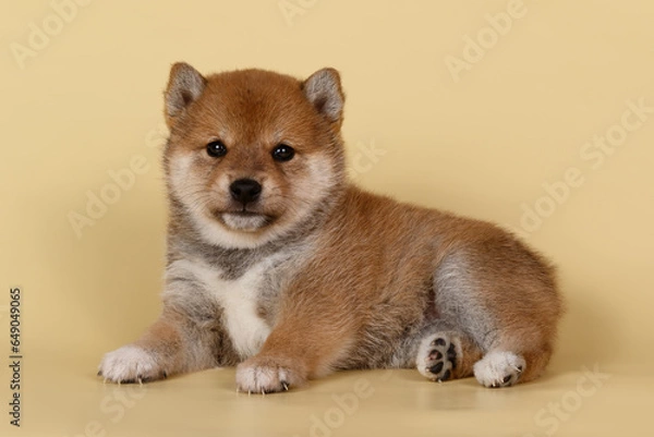 Obraz Shiba inu on colored backgrounds