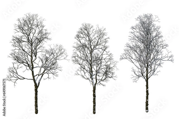 Fototapeta Winter Snow tree