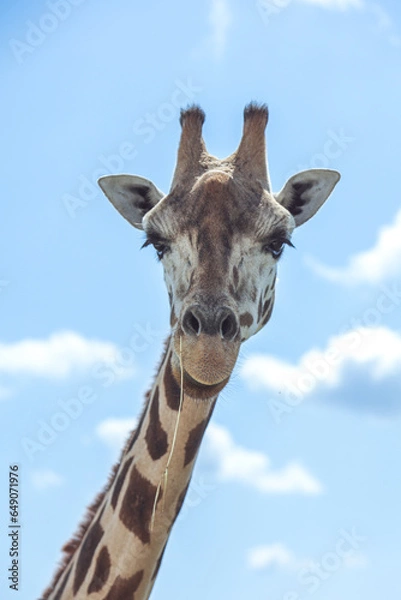 Obraz giraffe in the zoo
