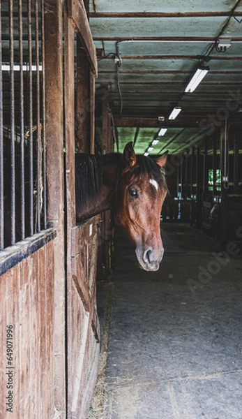 Obraz horse in stable