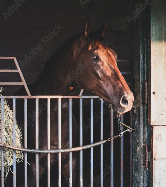 Obraz horse in stable