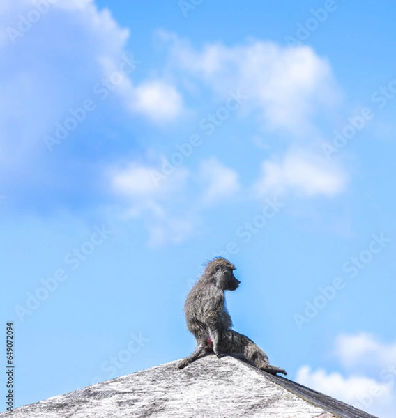 Obraz monkey on a mountain