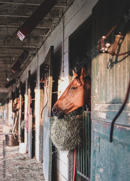 Obraz horse racing day