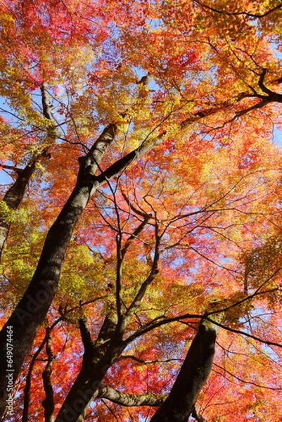 Fototapeta 鮮やかに色づいたカエデの木