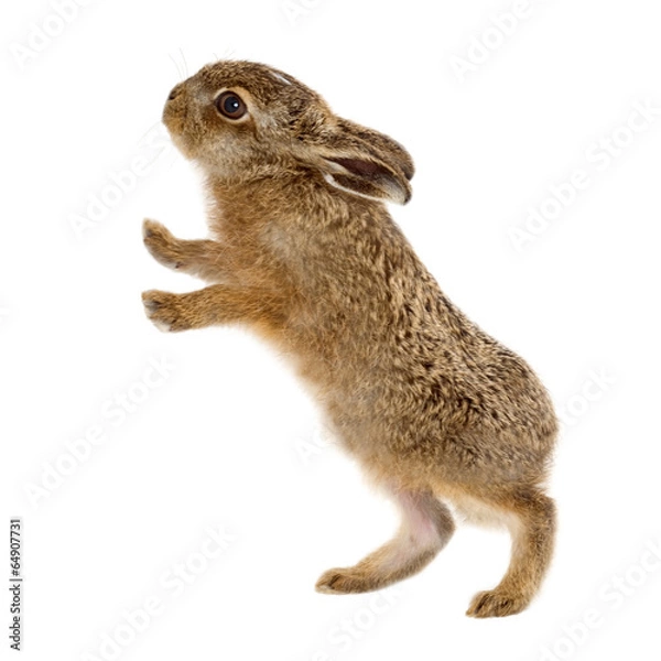 Obraz Młody Brown Hare 3 tygodnie odizolowany