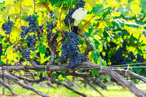 Fototapeta 富良野のワイン用葡萄