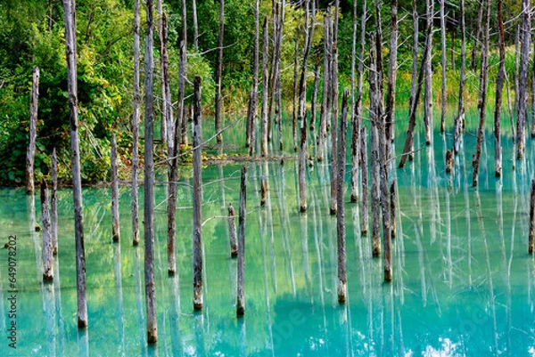 Fototapeta 青い池