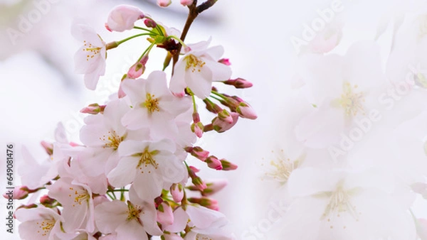 Obraz cherry blossom