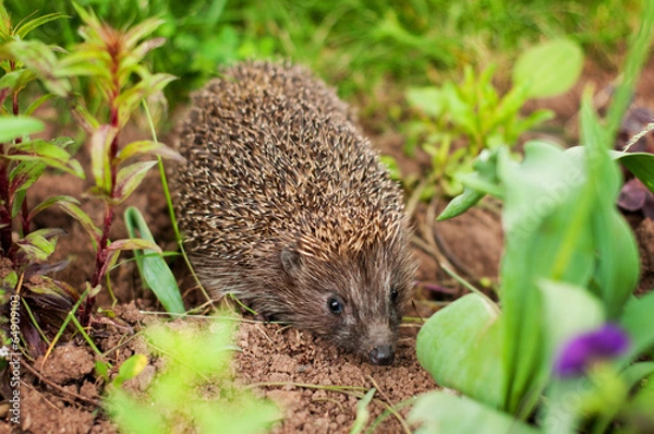 Fototapeta Hedgehog