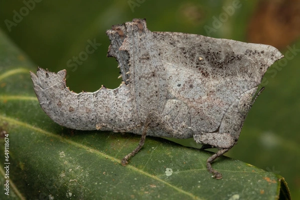 Fototapeta Macro image of unique Dead-leaf Grasshopper on leaf - Chorotypus sp