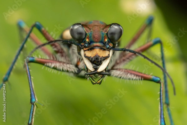 Fototapeta Macro image of beautiful Tiger Beetle insect