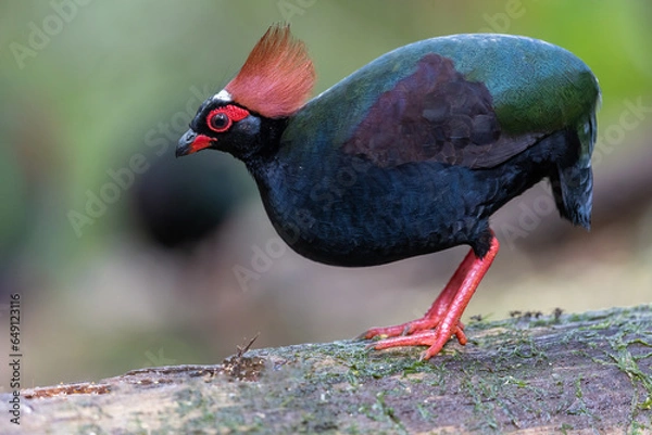 Fototapeta Nature wildlife portrait image of crested partridge (Rollulus rouloul) also known as the crested wood partridge, roul-roul, red-crowned wood partridge on deep forest jungle.